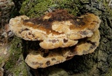 Inonotus dryadeus image