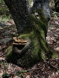 Inonotus dryadeus image