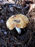 Russula pectinatoides image