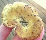 Russula pectinatoides image