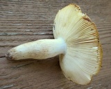 Russula pectinatoides image