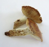 Russula pectinatoides image