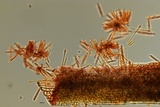 Cylindrocladium buxicola image