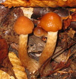Cortinarius distans image