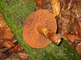 Cortinarius distans image
