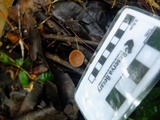 Cookeina speciosa image