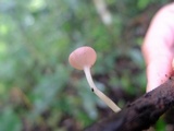 Cookeina speciosa image