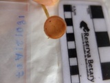 Cookeina speciosa image