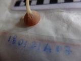 Cookeina speciosa image