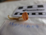 Cookeina speciosa image