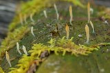 Multiclavula mucida image