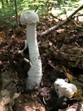 Hypomyces hyalinus image