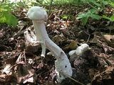 Hypomyces hyalinus image