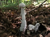 Hypomyces hyalinus image