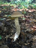 Leccinum pseudoscabrum image