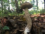 Leccinum pseudoscabrum image