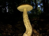 Leccinum pseudoscabrum image