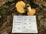 Cantharellus phasmatis image