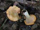 Cantharellus phasmatis image