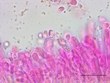 Cantharellus phasmatis image