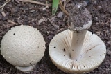 Amanita pubescens image