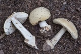 Amanita pubescens image