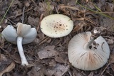 Amanita pubescens image