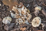 Amanita pubescens image