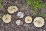 Amanita pubescens image