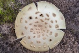 Amanita pubescens image