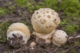 Amanita pubescens image