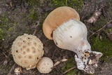 Amanita pubescens image