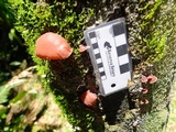 Auricularia fuscosuccinea image