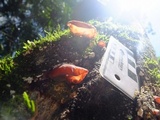 Auricularia fuscosuccinea image
