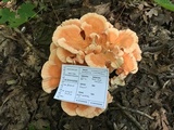 Laetiporus cincinnatus image