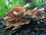Laetiporus cincinnatus image