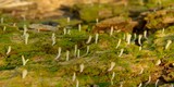 Multiclavula mucida image