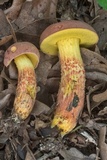 Pulchroboletus rubricitrinus image