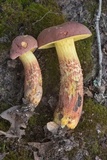 Pulchroboletus rubricitrinus image
