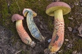 Pulchroboletus rubricitrinus image