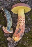 Pulchroboletus rubricitrinus image