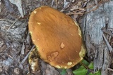 Leccinum rubropunctum image
