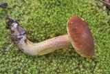 Leccinum rubropunctum image
