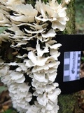 Trametes membranacea image