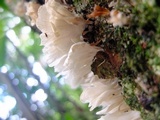 Trametes membranacea image