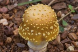 Amanita flavorubens image