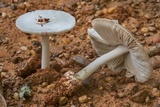 Amanita sect. Vaginatae image