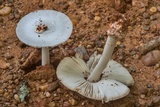 Amanita sect. Vaginatae image