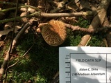 Boletus chrysenteron image