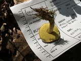 Boletus chrysenteron image